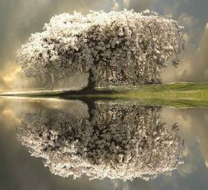 white_tree_water_reflection